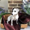 Luxury Tweed Dog Blanket Frisbee