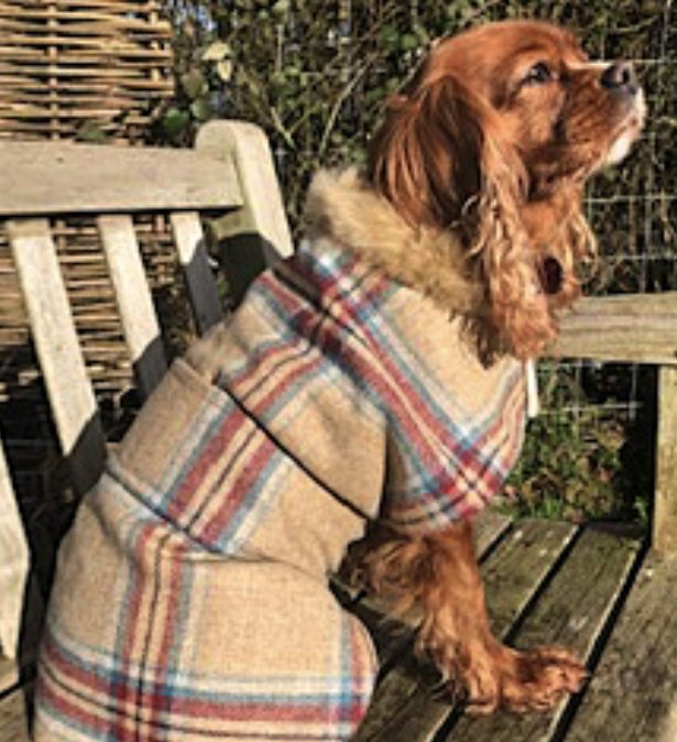 Tweed Fergus Dog Coat