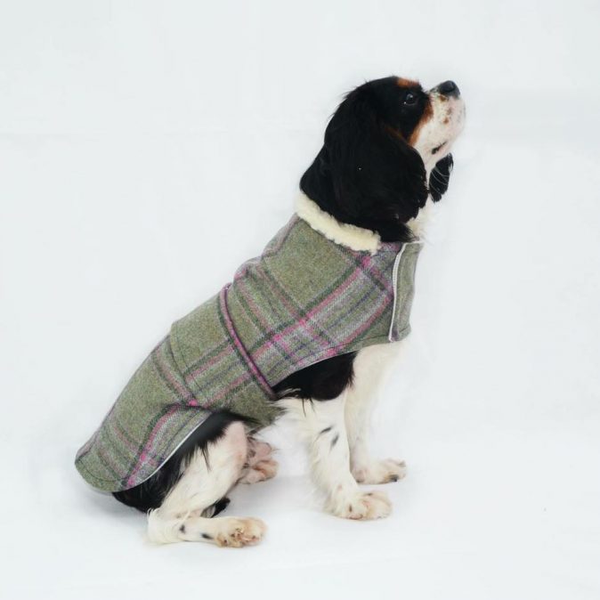 Tweed Beau Dog Coat