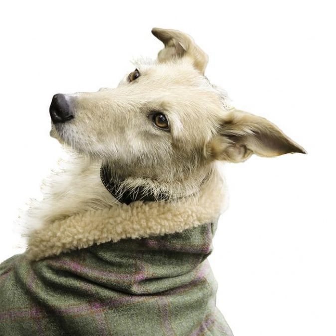 Tweed Estate Dog Coat With Sherpa Collar (Sightsounds) - Raspberry