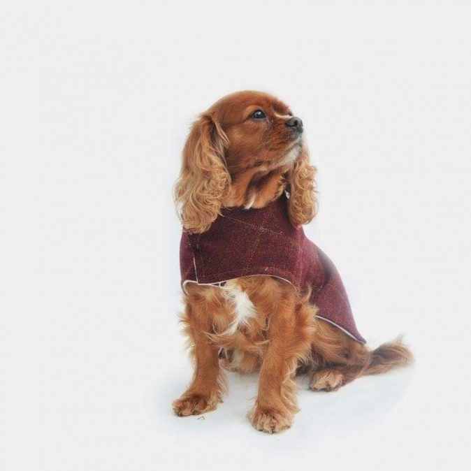 Tweed Frisbee Dog Coat