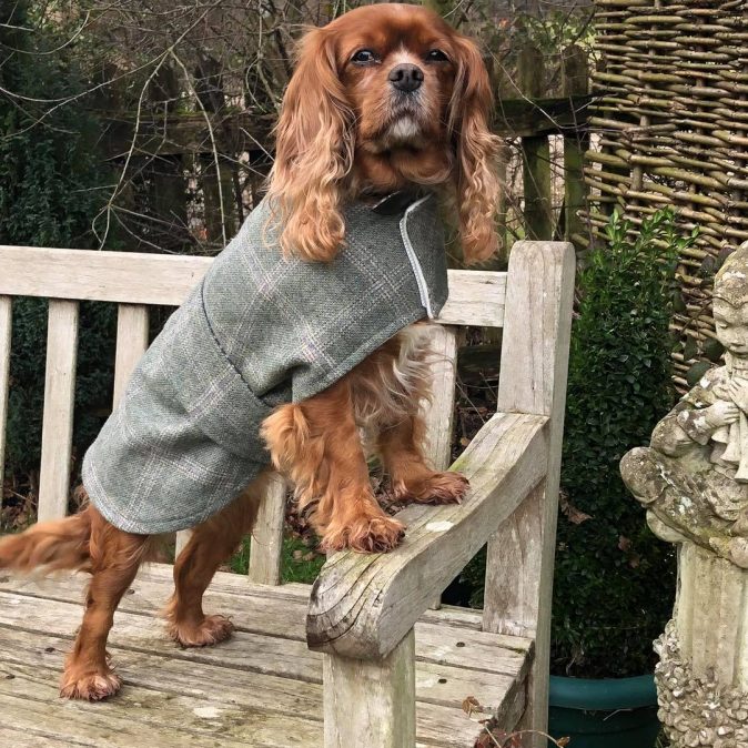 Tweed Jasper Dog Coat