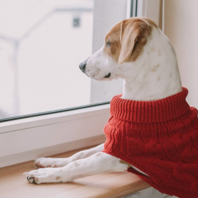 Red Dog Sweater Aspen