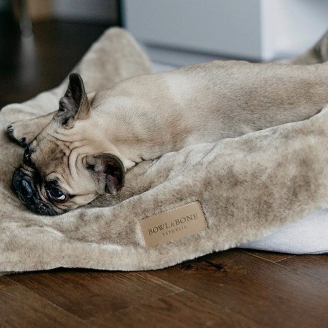Brown Dog Blanket Nap
