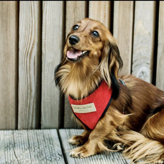 Red Dog Harness Candy