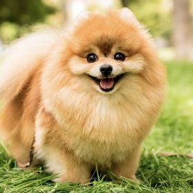 Pomeranian Category small dog breed