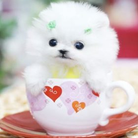 Tea Cup Dog extra small dog breed