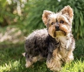 Yorkshire Terrier Category extra small dog breed
