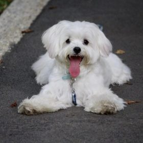 Maltese Dog breed small dog 