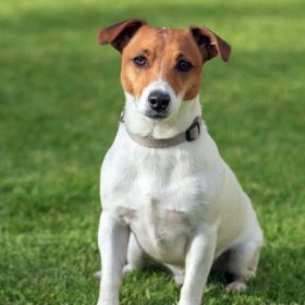Jack Russel Category small dog breed