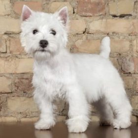 Westie Category small dog breed