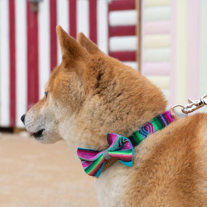 Inca Blue Dog Bow Tie